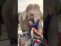 #elephant #adorably #cuteanimal #animals #adoreble #funny #cutemammal #babyanimal #babyelephant