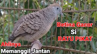 Perkutut Betina Memanggil Jantan - RATU PIKAT ini ahlinya memanggil Burung Perkutut Nyaut SEKETIKA.