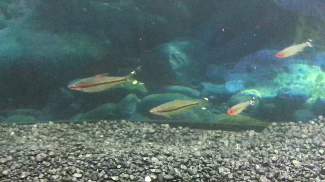 camera iphone 8 plus apk Roseline sharks