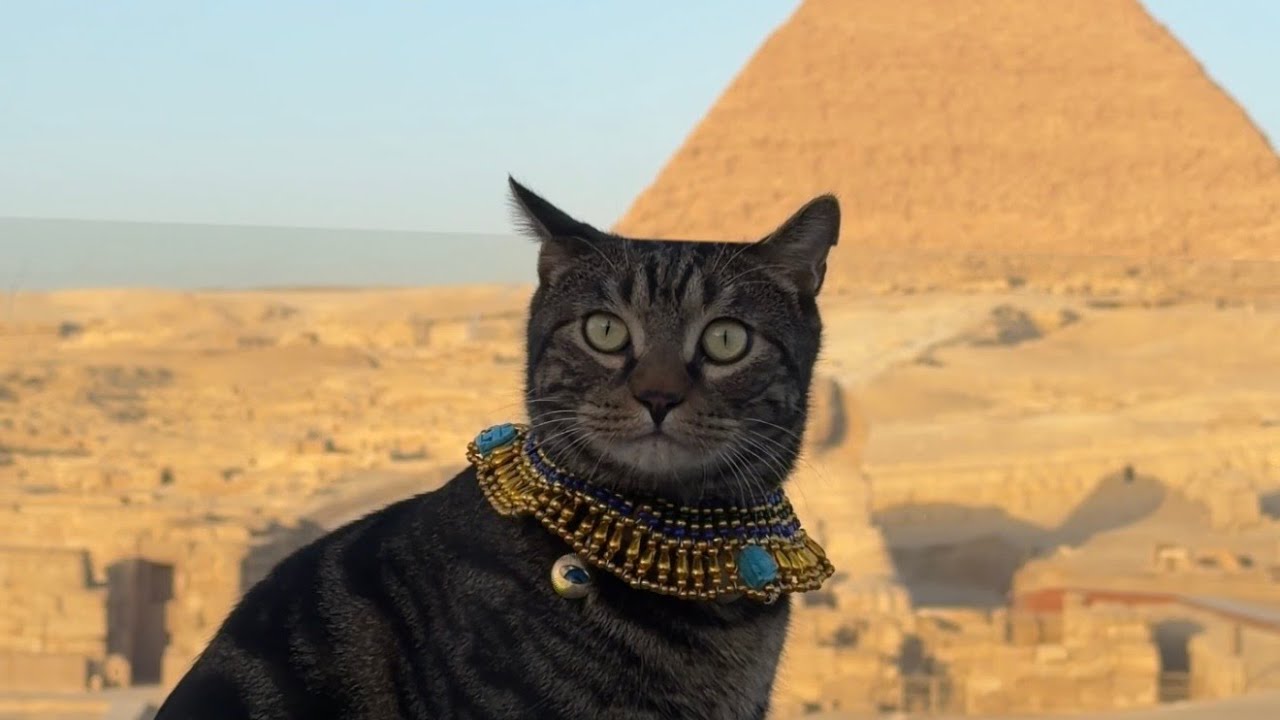 Crossing 8,000 Kilometers to Take My Cat to See the Pyramids.跨越8000公里，跟海棠去埃及看金字塔。