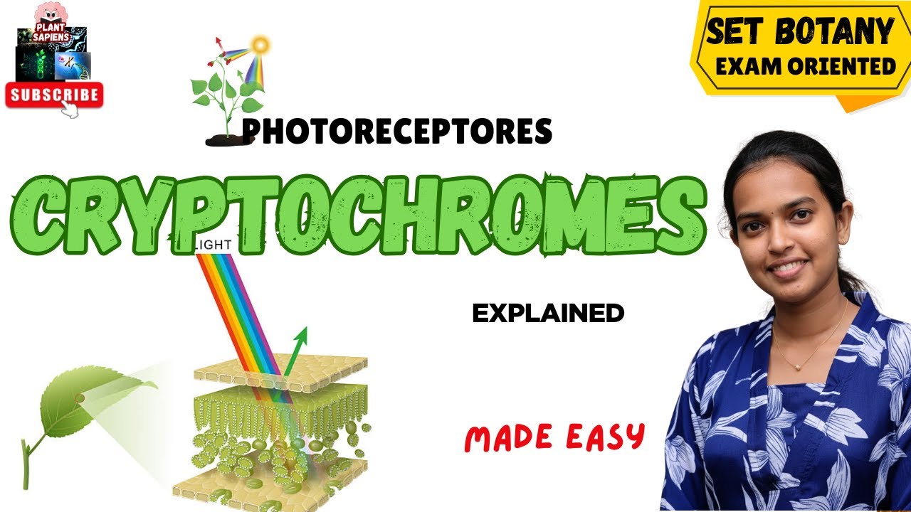 How plants sense blue light: Cryptochromes|