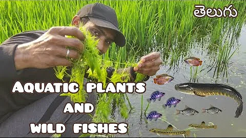 Aquatic Plants and Wild Fishes Collection Trip | LIVE AQUARIUM