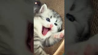 Cute Kittens❤️【61】#Shorts #Cutecat520 #Cat #Kittens #Pets