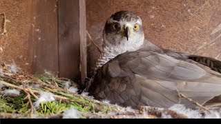 'Artificial Insemination Breeding Goshawks My 2023 Journey Full Video' Was It Successful ?