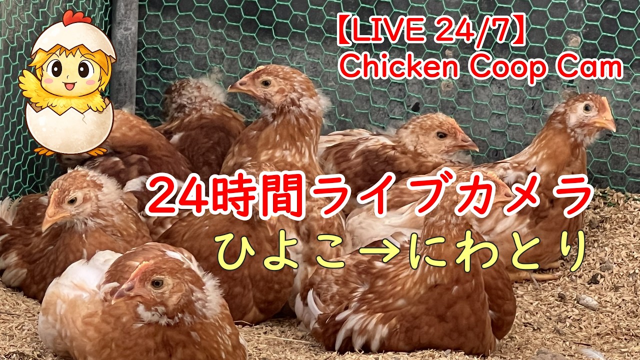 LIVE】ヒヨコの成長を24時間観察【LIVE 24/7Chicken Coop Cam | Baby