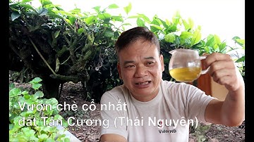 Vườn chè cổ thụ 70 năm tuổi ở Tân Cương, Thái nguyên trồng theo tiêu chuẩn VietGAP