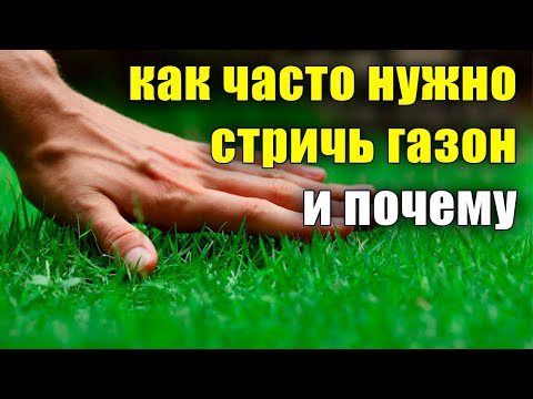 Как часто нужно стричь газон и почему, когда, зачем? Уход за газоном, сколько раз в неделю.