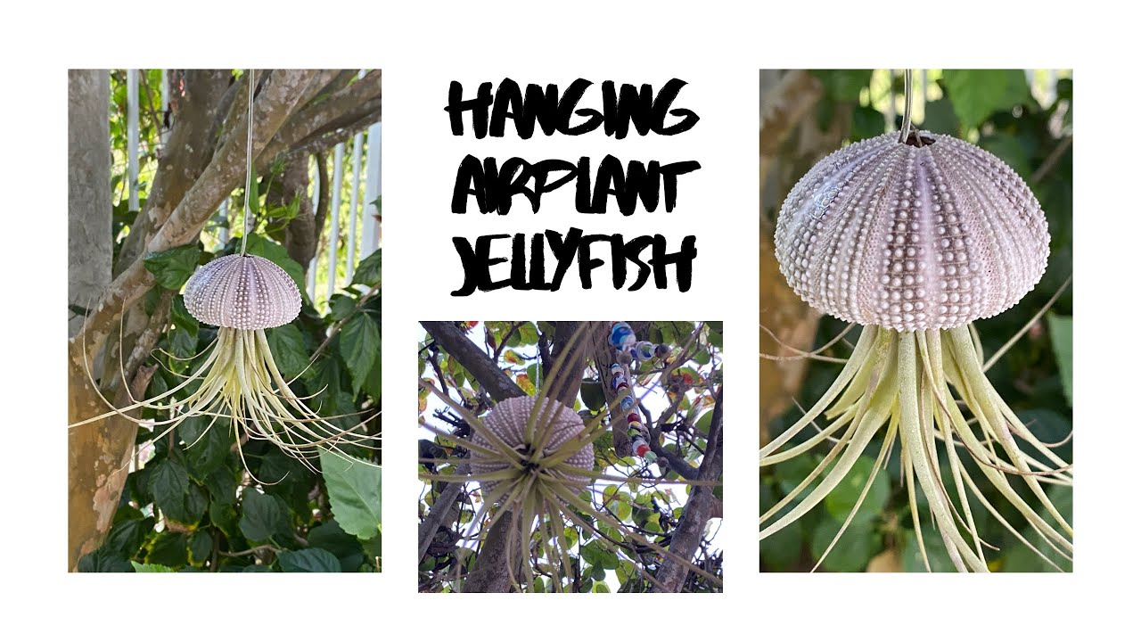 How to make a hanging air plant jellyfish! YouTube