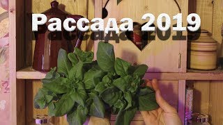 Цветочная рассада с фото//12 апреля 2019