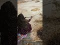 বন্ধুরা মুশুর কম তাই লাঠি দিয়ে ছাড়ানো হচ্ছে😮 #shorts