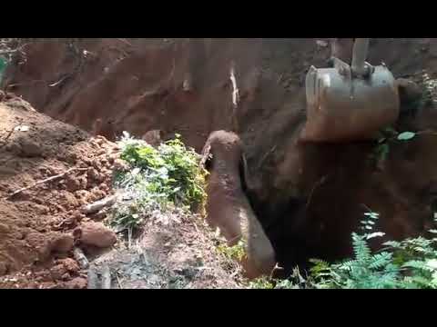 Wild Elephants salutes the men who rescued their baby elephant from a ditch