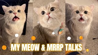 195s Pure Enjoyment of Cute Cat Cash's Meow Talk | COMPILATION 03 | meow__cash