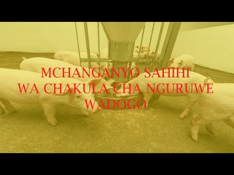 Video: Je, nguruwe wadogo watanguruma kiasi gani?