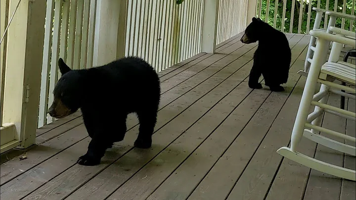 Bear Ruby and Cubs  Looking Good