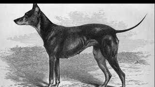 Black and Tan Terrier Dog (Old English Terrier) | Facts, History & Characteristics by All Animal Breeds 313 views 2 years ago 2 minutes, 1 second