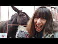 Surprising top 10 facts about DONKEYS you probably didn't know!