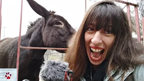 Surprising top 10 facts about DONKEYS you probably didn't know!