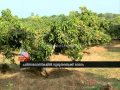 Cautious insecticide mango trees Palakkad
