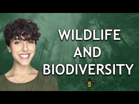 Video: Hvilke værdier er forbundet med dyreliv og biodiversitet?