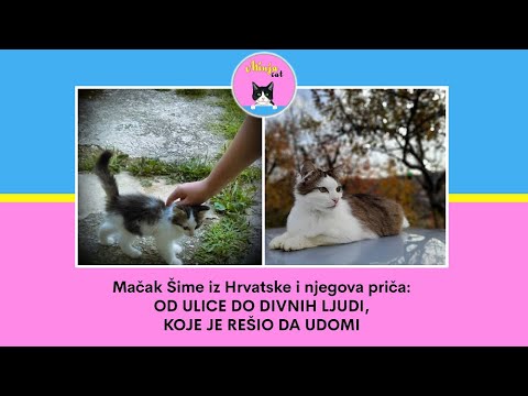 Mačak Šime iz Hrvatske i njegova priča: OD ULICE DO DIVNIH LJUDI, KOJE JE REŠIO DA UDOMI