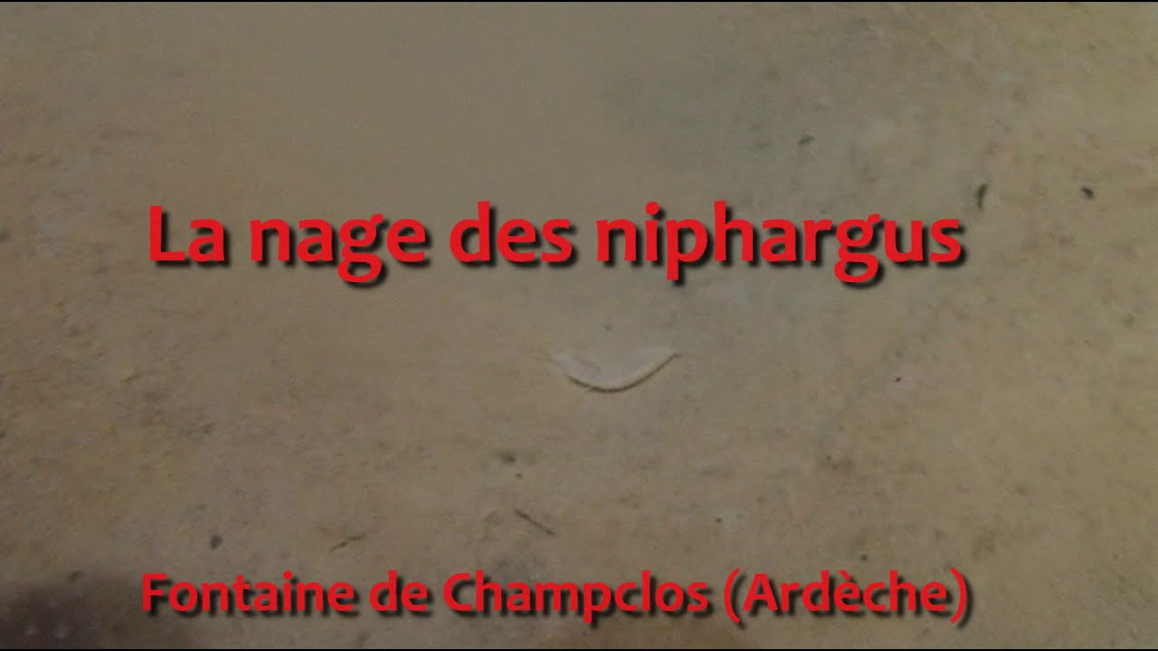 La nage des Niphargus