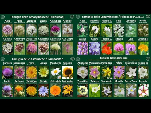 Video: Caratteristiche Botaniche E Varietà Di Carote