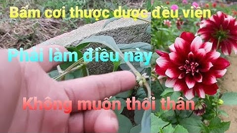 Cắt cơi cuối thược dược đều viền để hoa trổ đúng tết