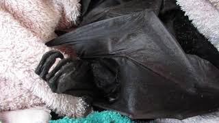 A Bat On The Ground Emergency