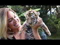 RAISING A BABY TIGER 🐯