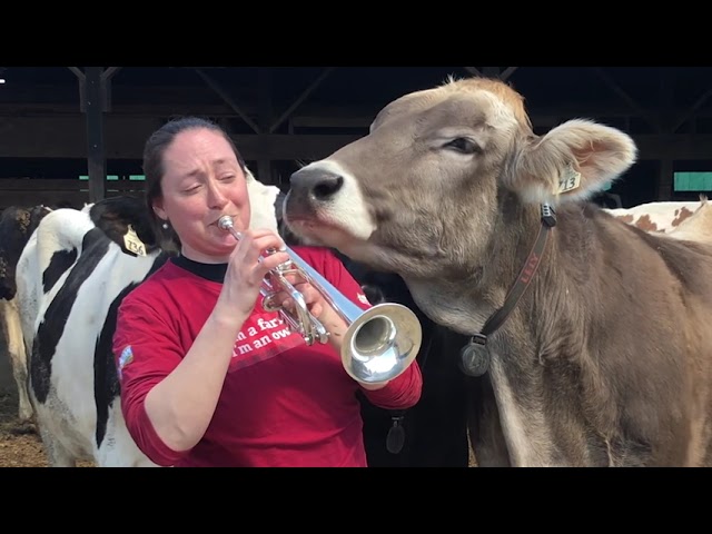 Massachusetts Dairy Farmer Plays Trumpet for her Cows class=