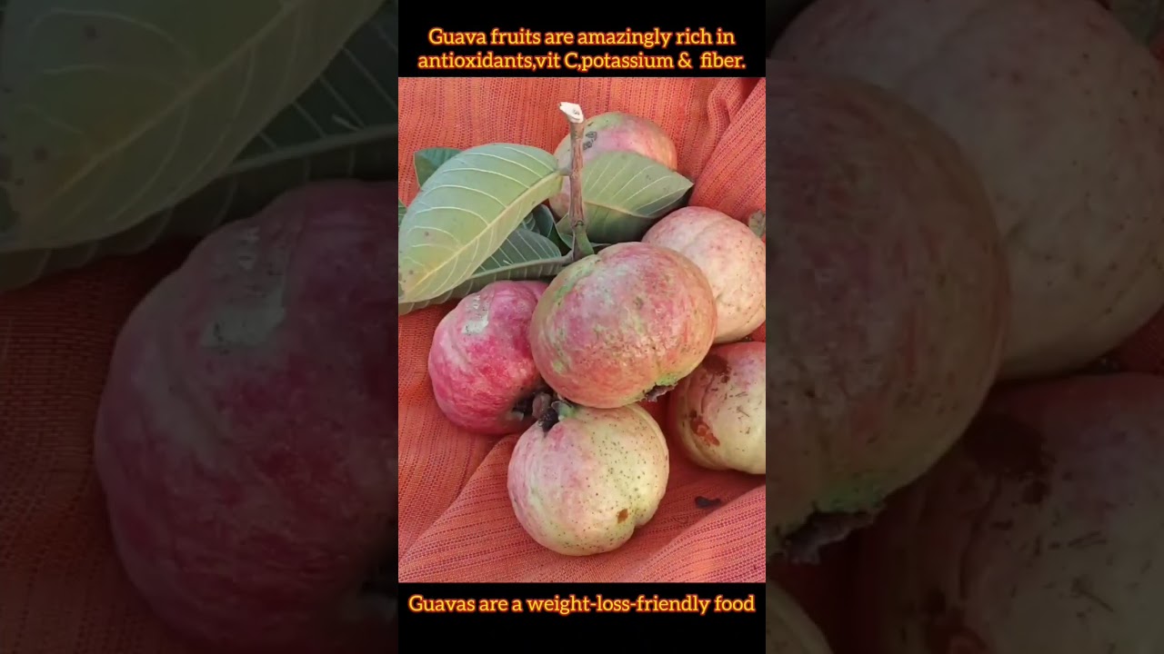 Weight Loss Friendly Fruit |Allahabad Surkha Guava | 