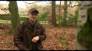 BBC News   Grey squirrels in UK  #039;should be culled #039;