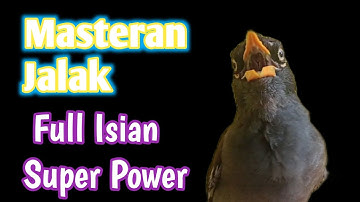 Pancingan Jalak Kebo Gacor Banyak Isian Ampuh Untuk Masteran Suara Burung Jalak Agar Gacor Pedas