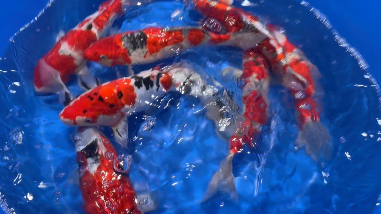 春は水が濁る錦鯉の季節#塩田養鯉場 #koifish #錦鯉 