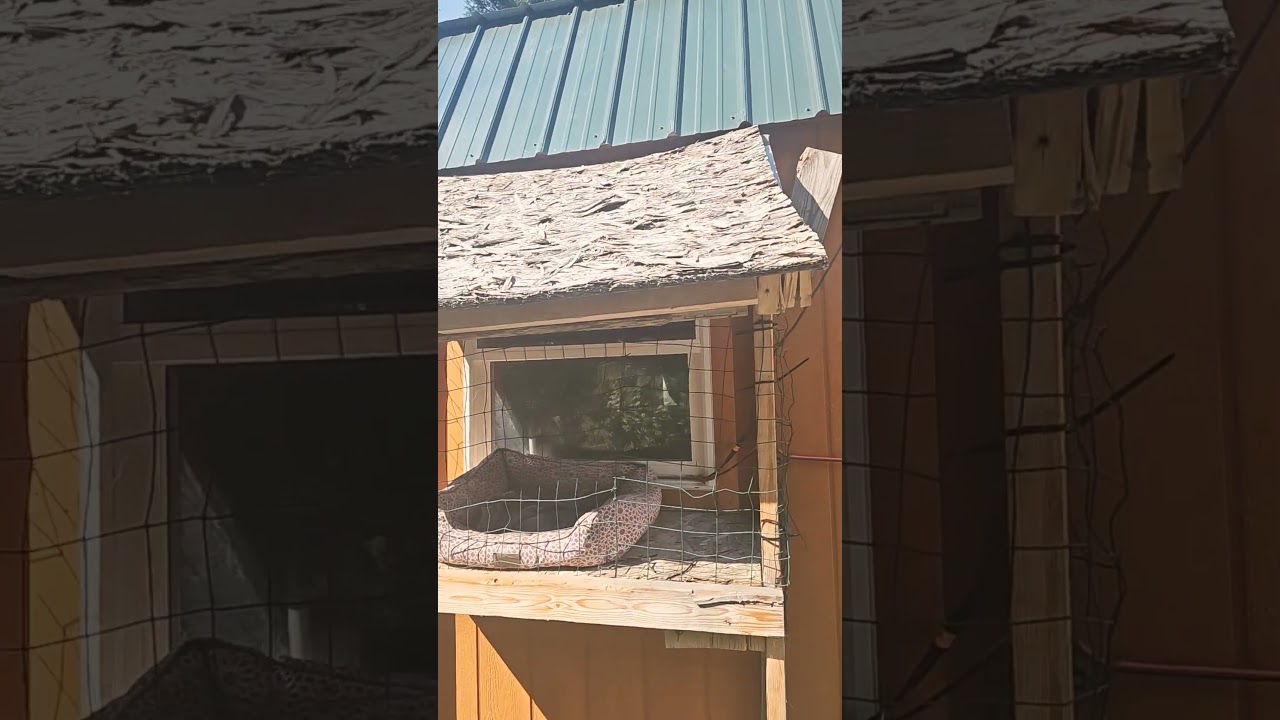 Finishing up the catio roof!!! 