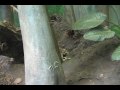 view Baby Elephant Shrews - June 2009 digital asset number 1