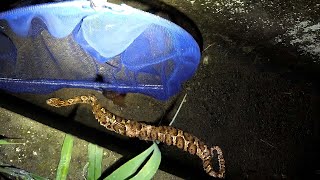 Eating a VENOMOUS SNAKE【ENG SUB】