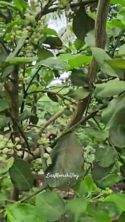 POMELO TREE WITH LOTS OF FLOWERS..#fruit #plants #pomelofruit #amazing