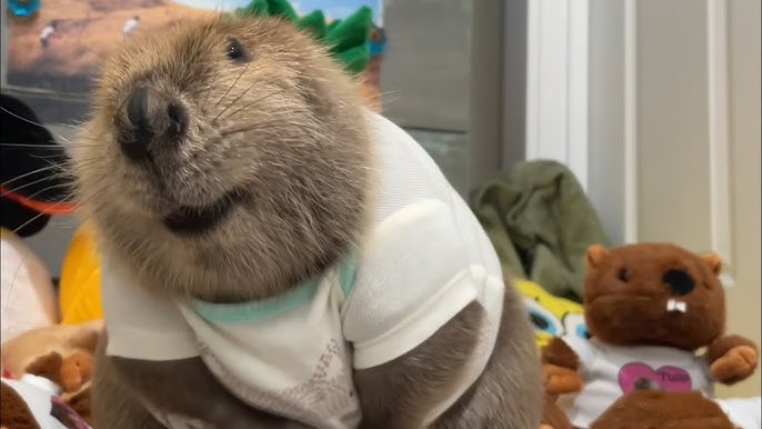 Rescue Beaver Makes Christmas Dam In