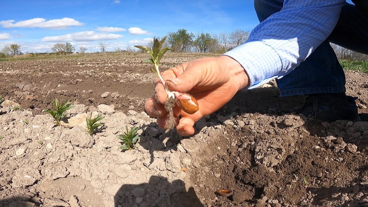 #1 Pon un Almendro en tu Vida