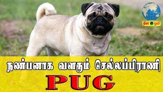 நண்பனாக வளரும் செல்லப்பிராணி PUG | review and care about pug dogs