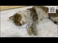 Стреляют возле Божьих храмов/a cat with two bullets in its spine
