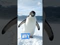 The Penguin That Walked Away | Nihilist Penguin #animals #elephant #animalfacts