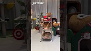 Who Else Has A Random Cat Like This? Be Honest