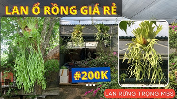 Lan Ổ Rồng giá rẻ sưu tầm & Cẩm cù #50K - 039 249 7777 | Vườn lan rừng TRỌNG MBS