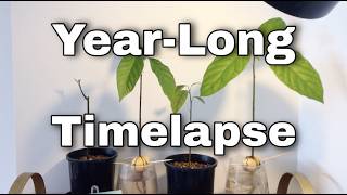 The Year-Long Avocado Timelapse