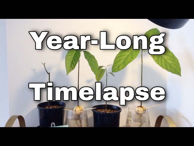 The Year-Long Avocado Timelapse - YouTube