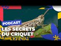 Le criquet mlodieux parisien et ses secrets  brves de nature sauvage  paris podcast 