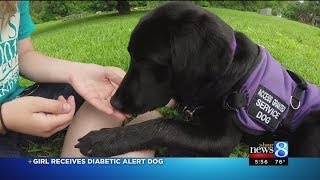 Diabetes alert dog smells blood sugar changes