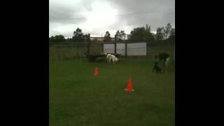 Naughty Dog School Student Suki Stops